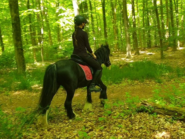 Tinker Wallach 6 Jahre 130 cm Rappe in Esens