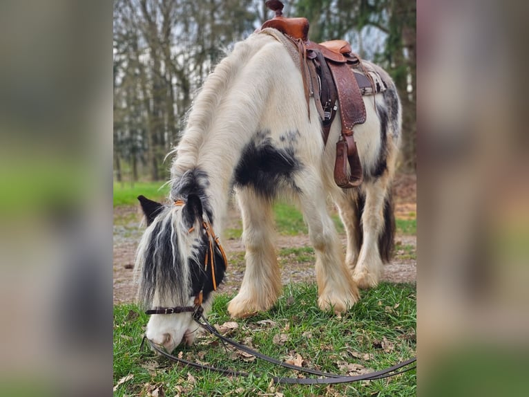 Tinker Wallach 6 Jahre 130 cm Schecke in Klingenberg am Main