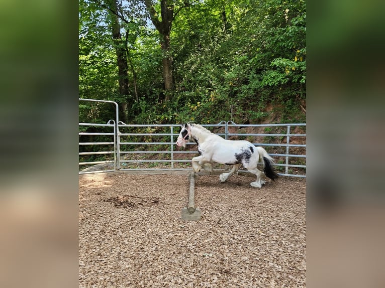 Tinker Wallach 6 Jahre 130 cm Schecke in Klingenberg am Main
