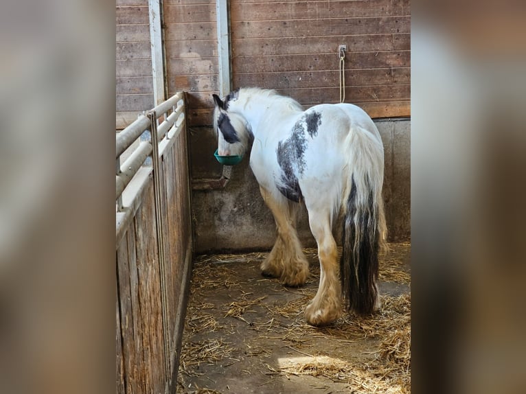 Tinker Wallach 6 Jahre 130 cm Schecke in Klingenberg am Main