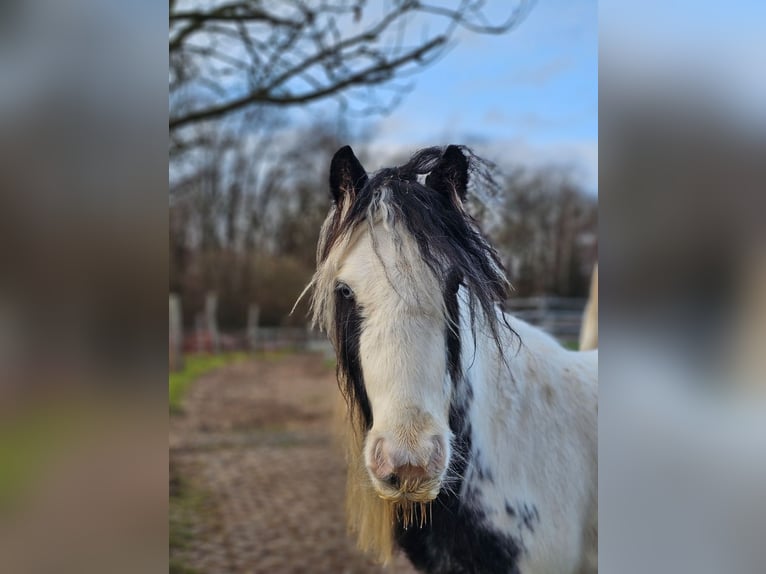 Tinker Wallach 6 Jahre 130 cm Schecke in Klingenberg am Main