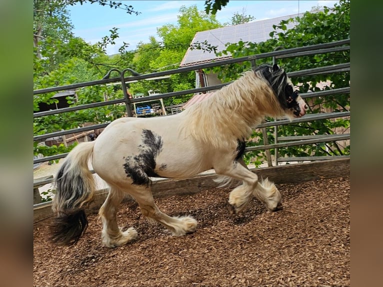 Tinker Wallach 6 Jahre 130 cm Schecke in Klingenberg am Main