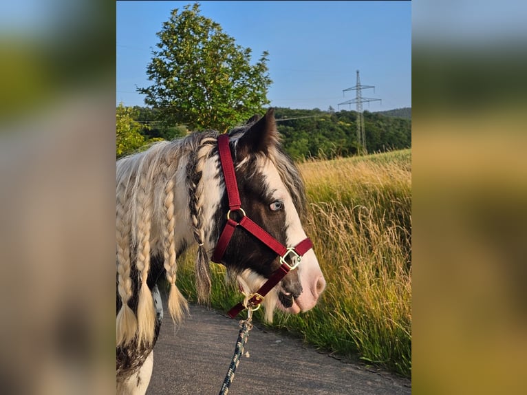 Tinker Wallach 6 Jahre 130 cm Schecke in Klingenberg am Main