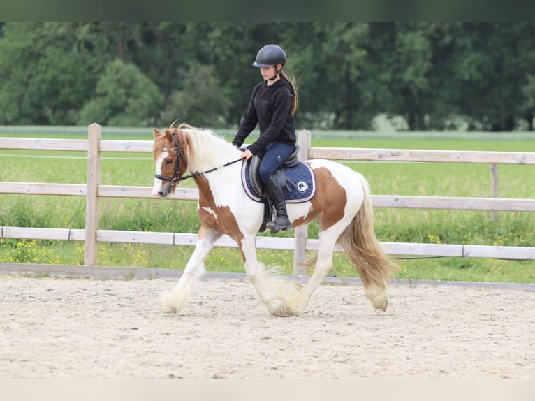Tinker Wallach 6 Jahre 132 cm Schecke in Bogaarden