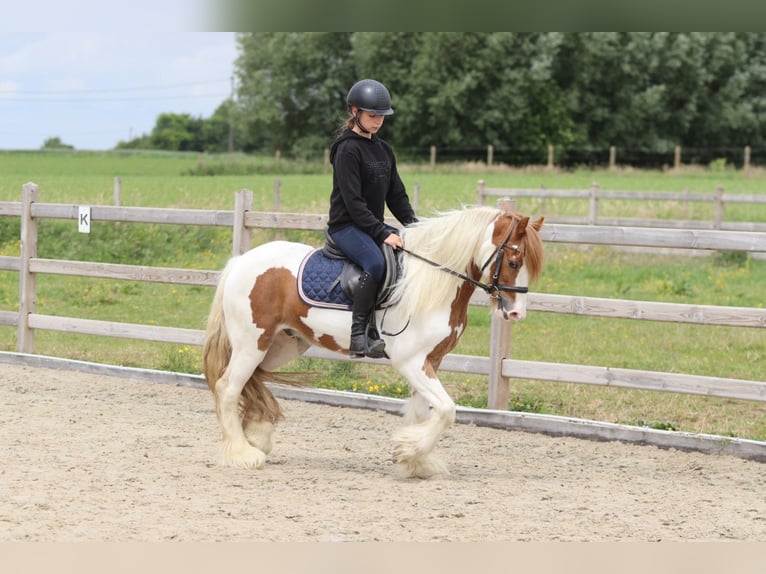 Tinker Wallach 6 Jahre 132 cm Schecke in Bogaarden
