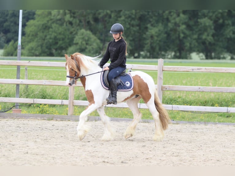 Tinker Wallach 6 Jahre 132 cm Schecke in Bogaarden