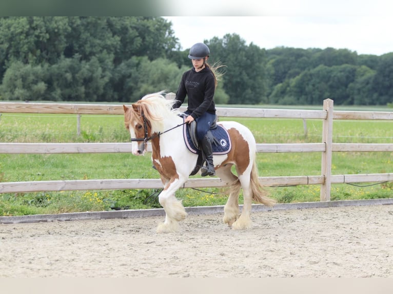 Tinker Wallach 6 Jahre 132 cm Schecke in Bogaarden