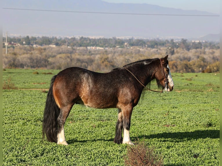 Tinker Mix Wallach 6 Jahre 135 cm Roan-Bay in Norco