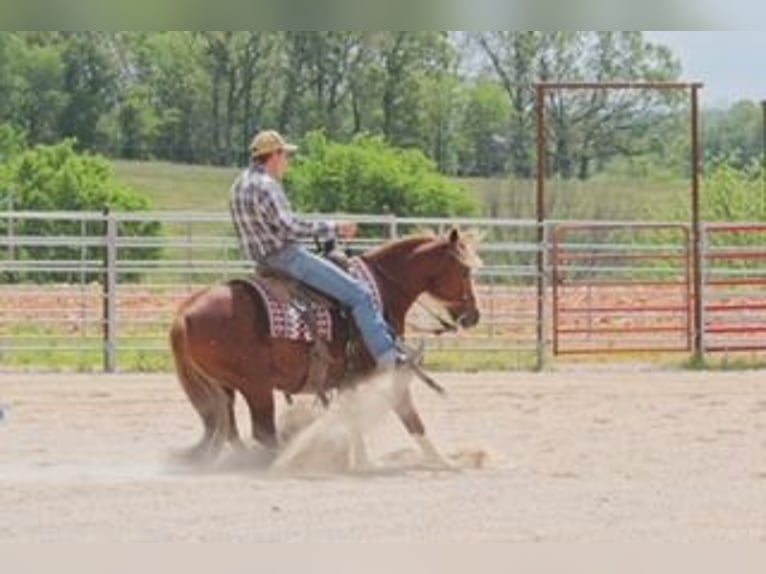 Tinker Mix Wallach 6 Jahre 135 cm Roan-Red in Rogersville, MO