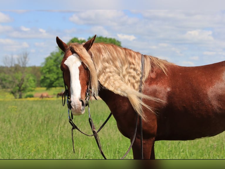 Tinker Mix Wallach 6 Jahre 135 cm Roan-Red in Rogersville, MO