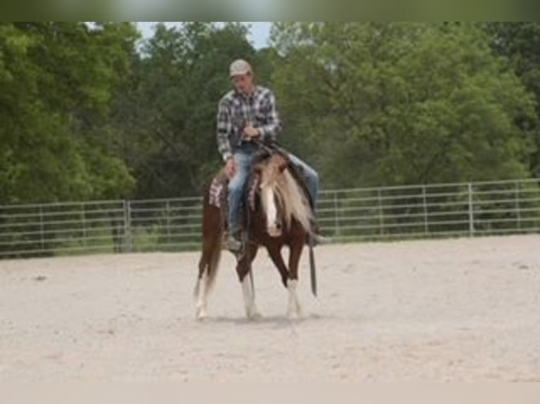 Tinker Mix Wallach 6 Jahre 135 cm Roan-Red in Rogersville, MO