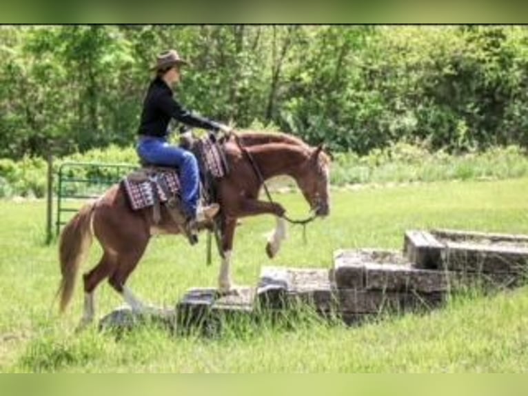 Tinker Mix Wallach 6 Jahre 135 cm Roan-Red in Rogersville, MO