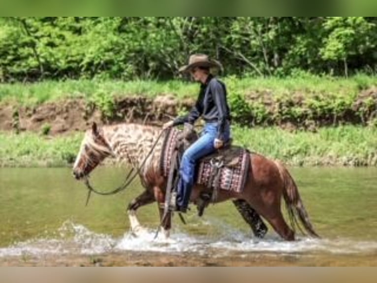 Tinker Mix Wallach 6 Jahre 135 cm Roan-Red in Rogersville, MO