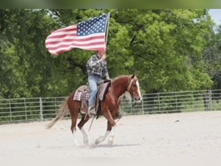 Tinker Mix Wallach 6 Jahre 135 cm Roan-Red in Rogersville, MO