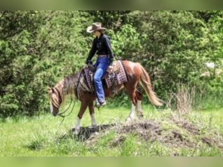 Tinker Mix Wallach 6 Jahre 135 cm Roan-Red in Rogersville, MO