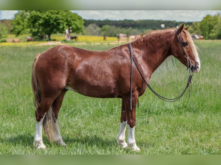 Tinker Mix Wallach 6 Jahre 135 cm Roan-Red in Rogersville, MO