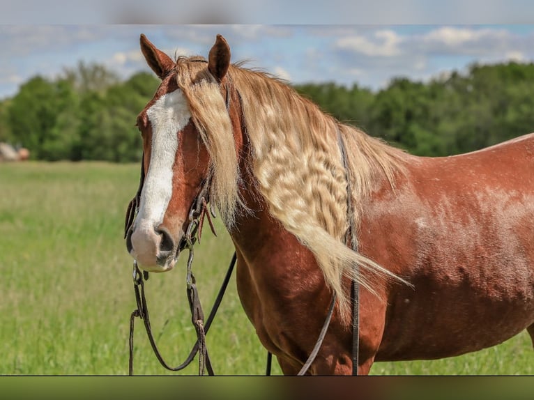 Tinker Mix Wallach 6 Jahre 135 cm Roan-Red in Rogersville, MO