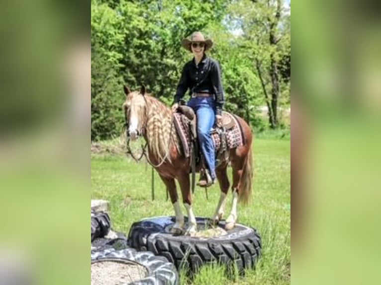 Tinker Mix Wallach 6 Jahre 135 cm Roan-Red in Rogersville, MO