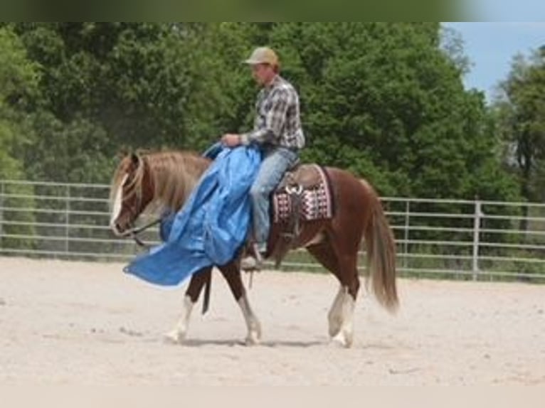 Tinker Mix Wallach 6 Jahre 135 cm Roan-Red in Rogersville, MO
