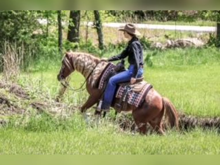 Tinker Mix Wallach 6 Jahre 135 cm Roan-Red in Rogersville, MO