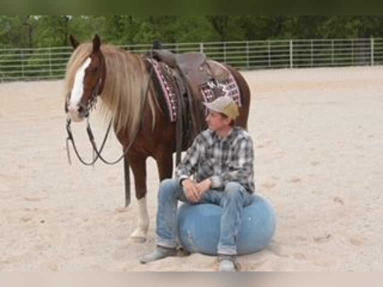 Tinker Mix Wallach 6 Jahre 135 cm Roan-Red in Rogersville, MO