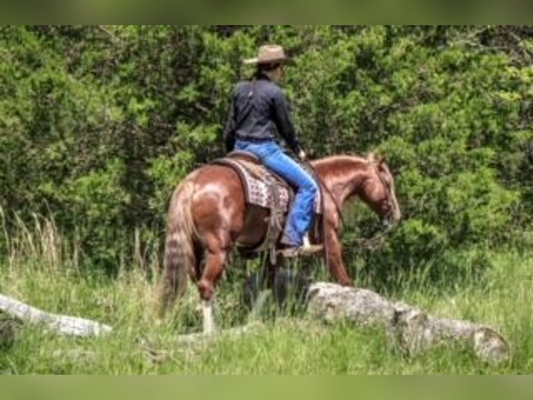 Tinker Mix Wallach 6 Jahre 135 cm Roan-Red in Rogersville, MO