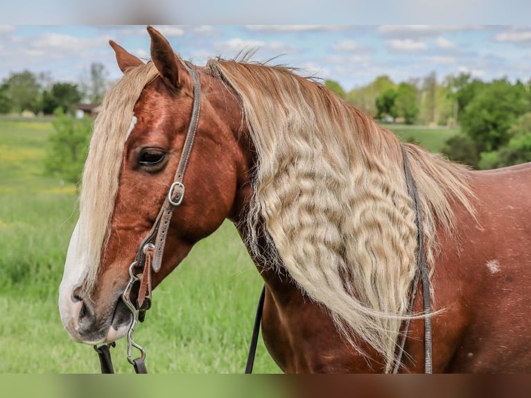 Tinker Mix Wallach 6 Jahre 135 cm Roan-Red in Rogersville, MO