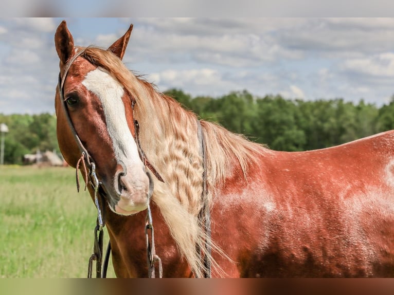 Tinker Mix Wallach 6 Jahre 135 cm Roan-Red in Rogersville, MO