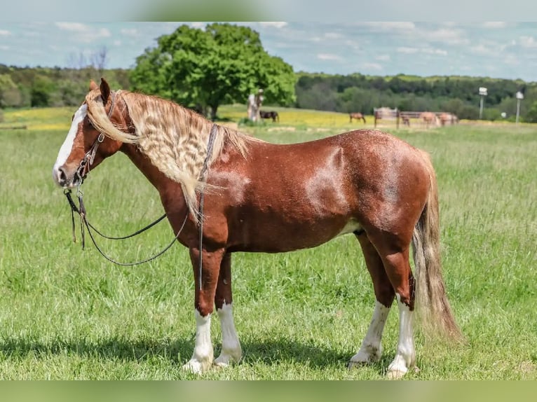 Tinker Mix Wallach 6 Jahre 135 cm Roan-Red in Rogersville, MO