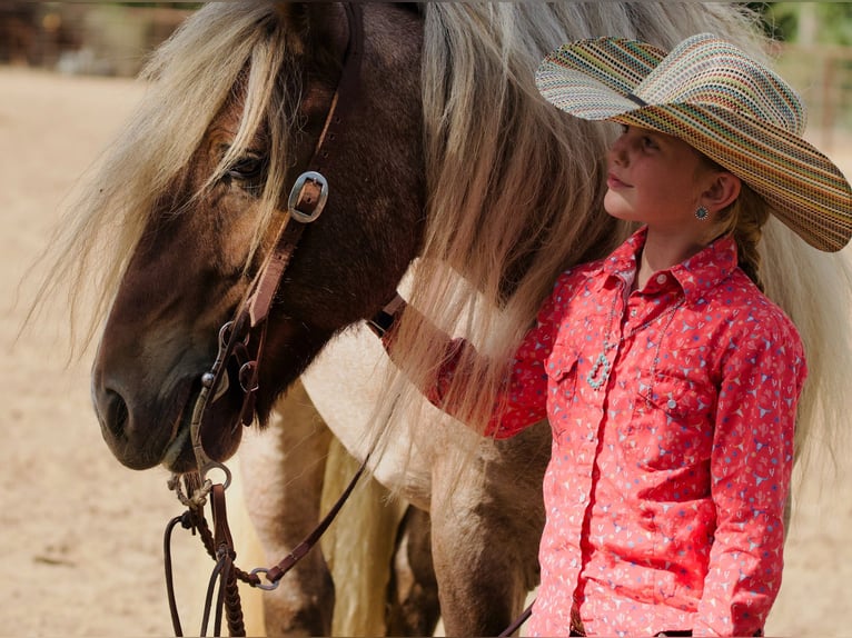 Tinker Wallach 6 Jahre 137 cm in Cisco, TX