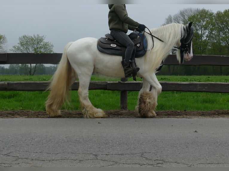 Tinker Wallach 6 Jahre 137 cm Schecke in Lathen
