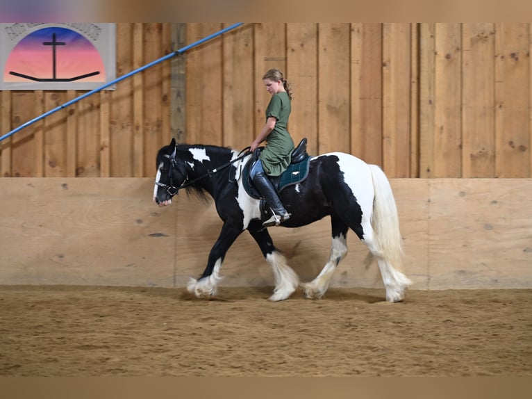 Tinker Wallach 6 Jahre 137 cm in Millersburg, OH