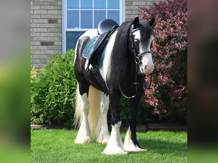 Tinker Wallach 6 Jahre 137 cm in Millersburg, OH