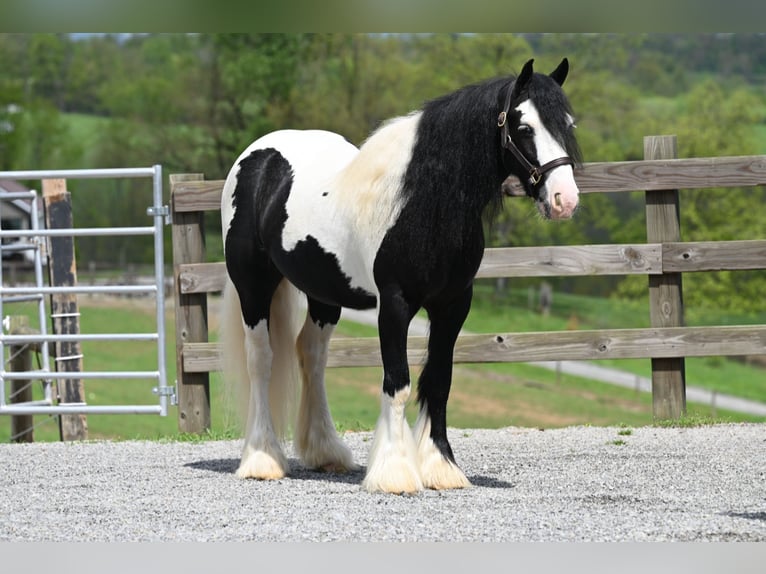 Tinker Wallach 6 Jahre 137 cm in Millersburg, OH