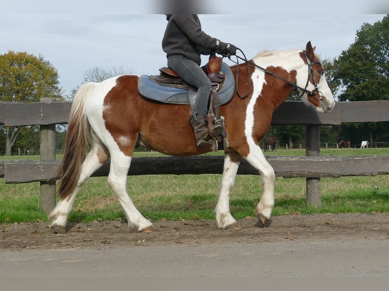 Tinker Mix Wallach 6 Jahre 138 cm Schecke in Lathen