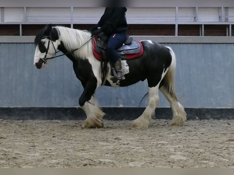 Tinker Wallach 6 Jahre 138 cm Schecke in Lathen