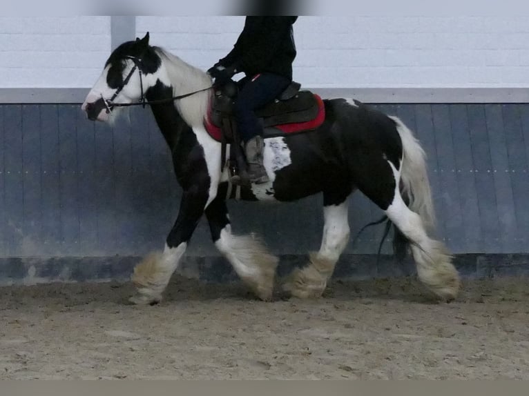 Tinker Wallach 6 Jahre 138 cm Schecke in Lathen