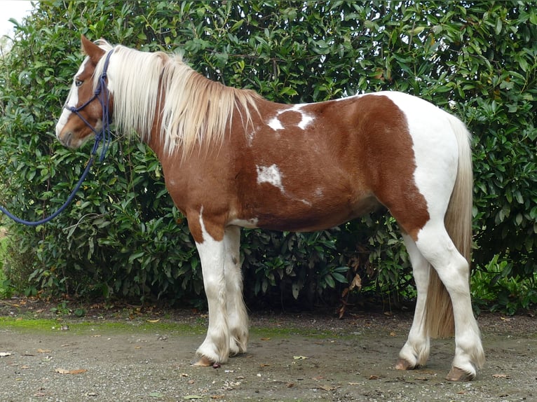 Tinker Mix Wallach 6 Jahre 138 cm Schecke in Lathen