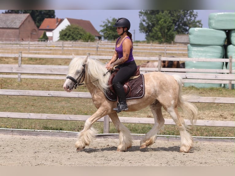 Tinker Wallach 6 Jahre 140 cm Palomino in Pepingen