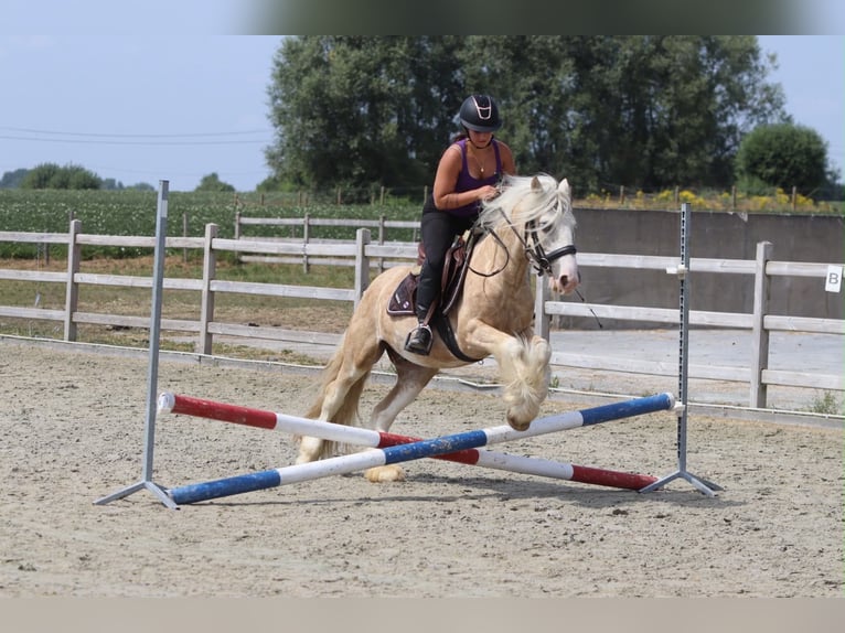 Tinker Wallach 6 Jahre 140 cm Palomino in Pepingen