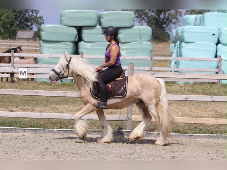 Tinker Wallach 6 Jahre 140 cm Palomino in Pepingen