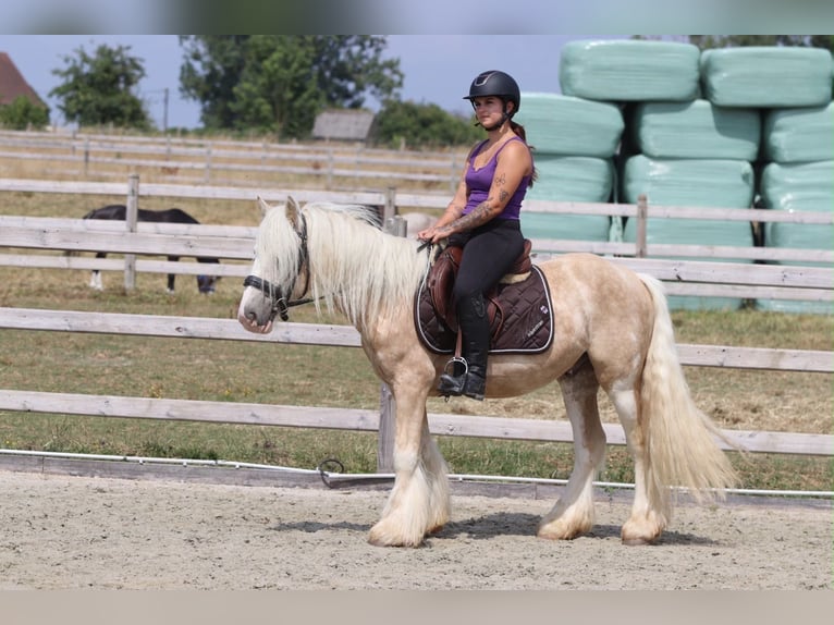 Tinker Wallach 6 Jahre 140 cm Palomino in Pepingen