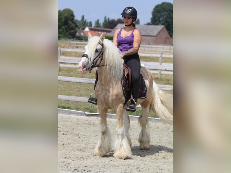 Tinker Wallach 6 Jahre 140 cm Palomino in Pepingen