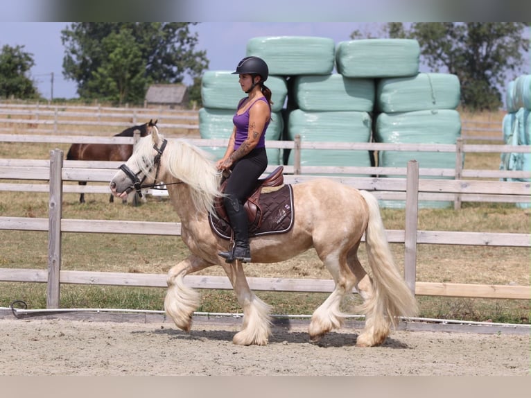 Tinker Wallach 6 Jahre 140 cm Palomino in Pepingen
