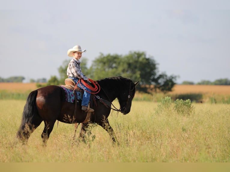 Tinker Mix Wallach 6 Jahre 140 cm Rappe in Stephenville, TX
