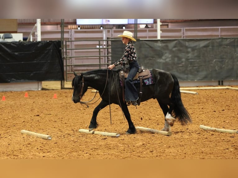 Tinker Mix Wallach 6 Jahre 140 cm Rappe in Stephenville, TX