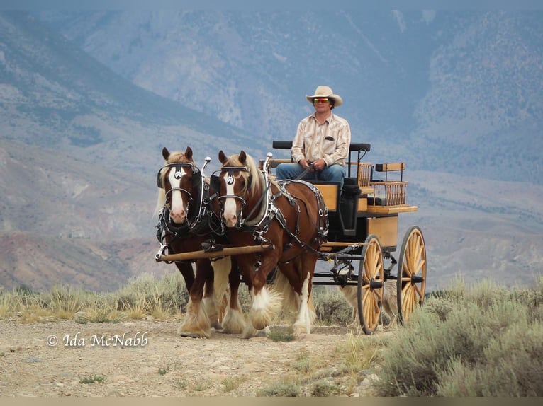 Tinker Wallach 6 Jahre 140 cm in Cody, WY