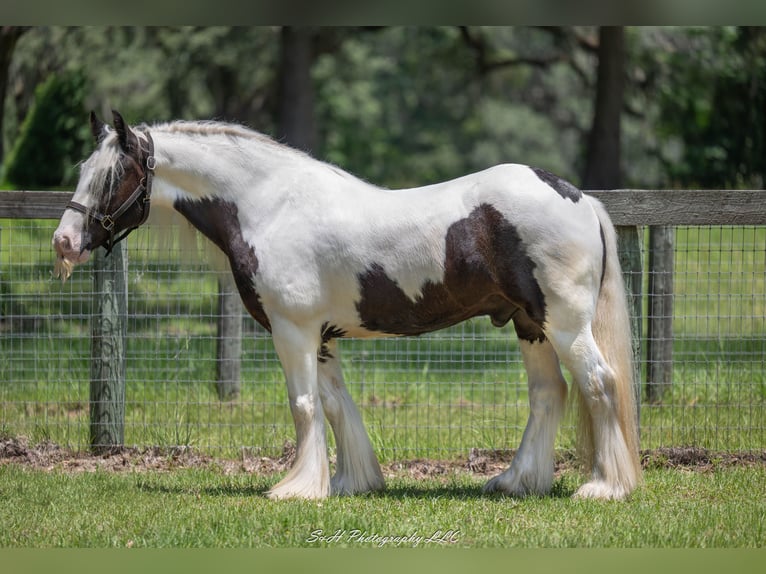 Tinker Wallach 6 Jahre 140 cm in Ocala, FL