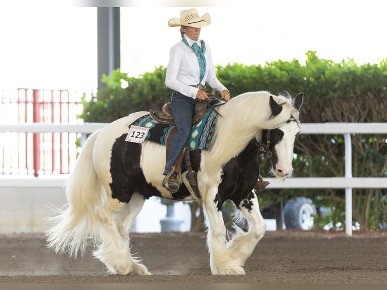 Tinker Wallach 6 Jahre 140 cm in Ocala, FL