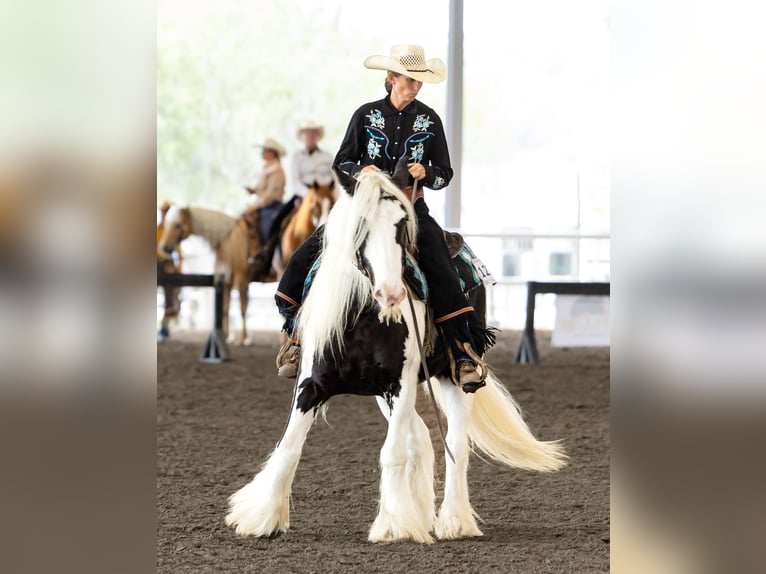 Tinker Wallach 6 Jahre 140 cm in Ocala, FL